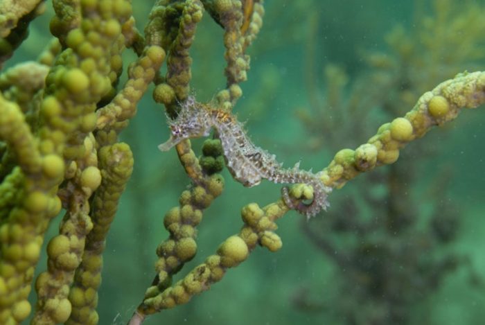 Seahorses