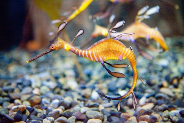 Seahorses