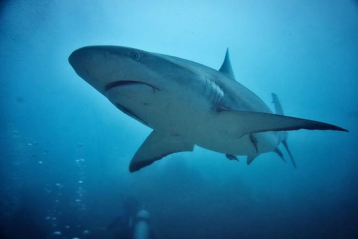 Sharks